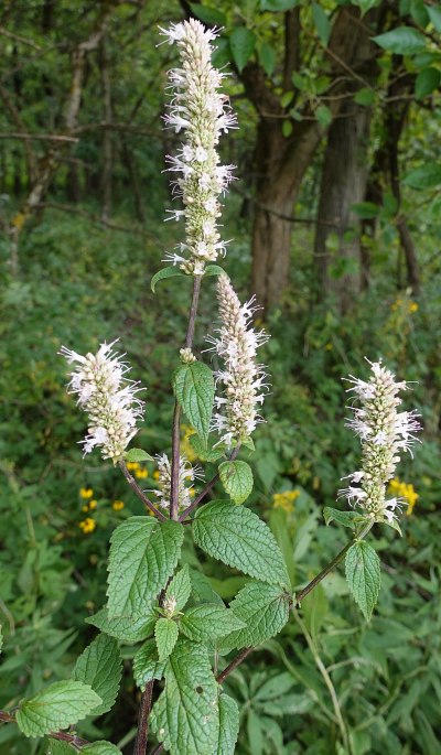 Flowering Plant