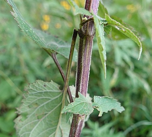 Close-up of Stem