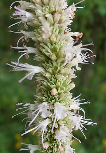 Close-up of Flowers & Calyces