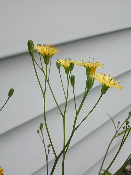 nipplewort-lapsana-communis