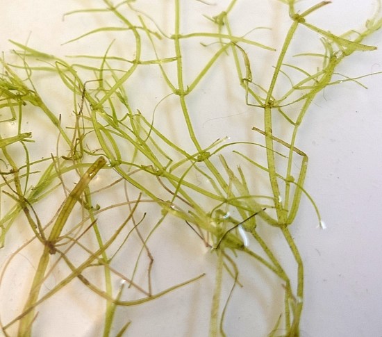 Submerged Plants